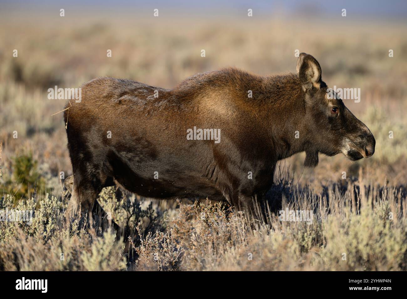 Veau d'orignal dans le parc national de Grand Teton, Wyoming Banque D'Images Veau d'orignal dans le parc national de Grand Teton, Wyoming Banque D'Images