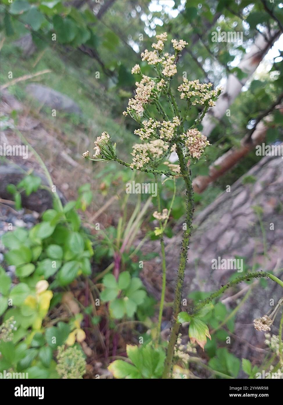 Bois écossais (Ligusticum scothicum) Banque D'Images