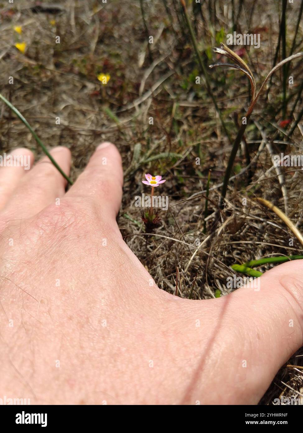 Linanthus variable (Leptosiphon parviflorus) Banque D'Images