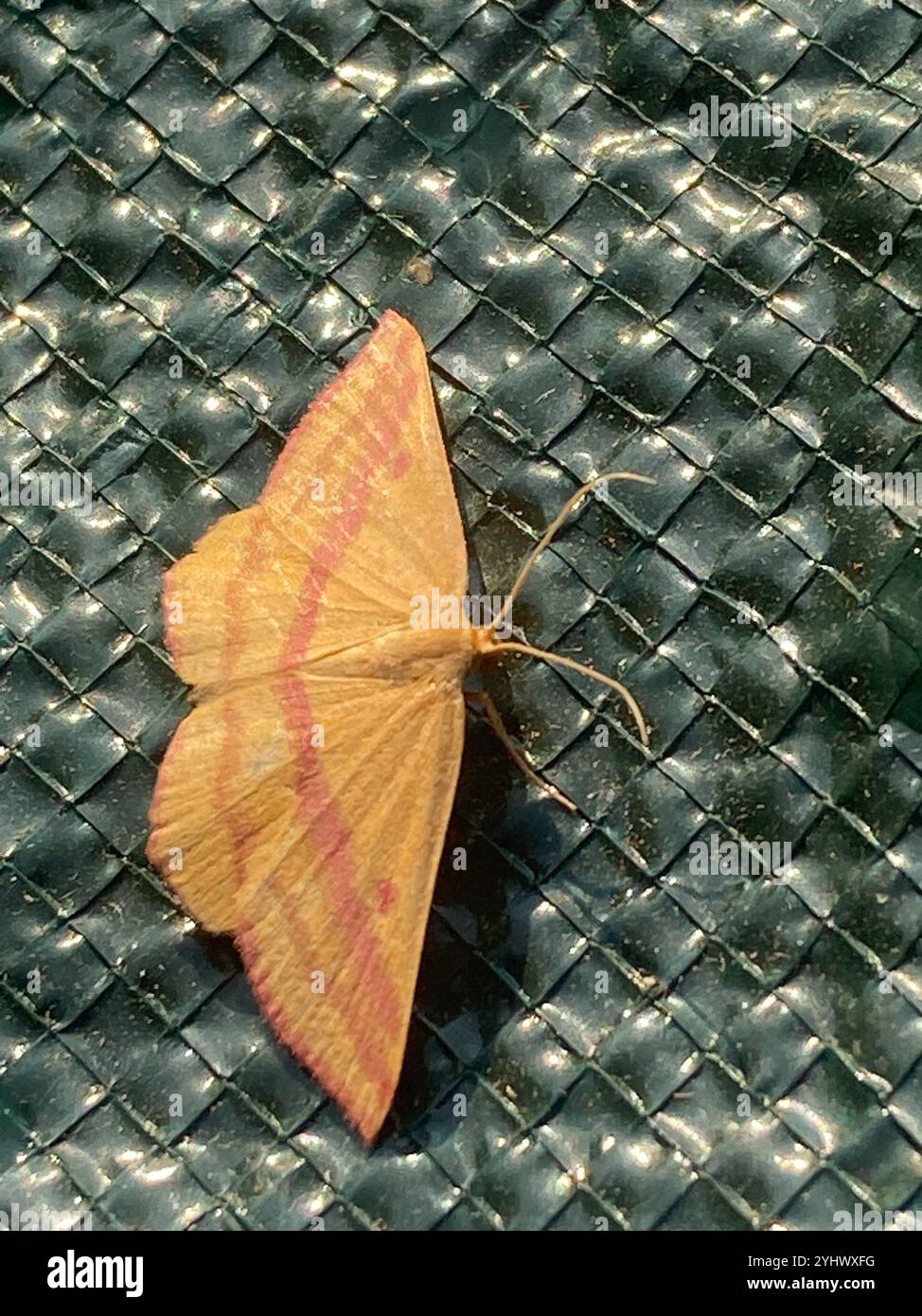 Teigne géomètre de l'aspersion (Haematopis grataria) Banque D'Images