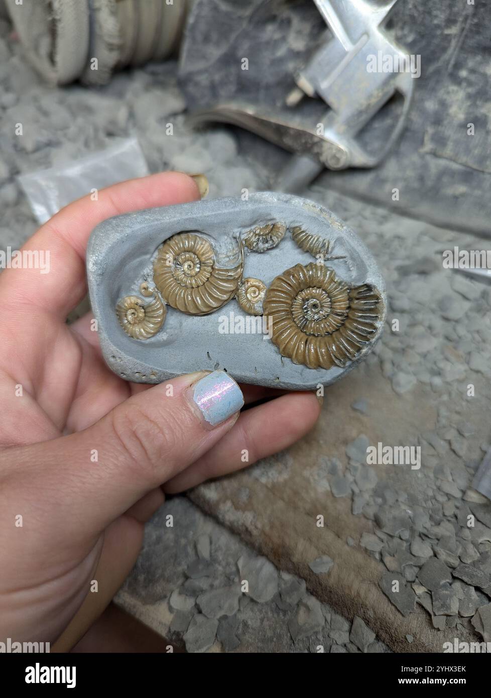 Caenisites ammonites trouvées sur la plage de charmouth, préparées dans leur nodule Banque D'Images