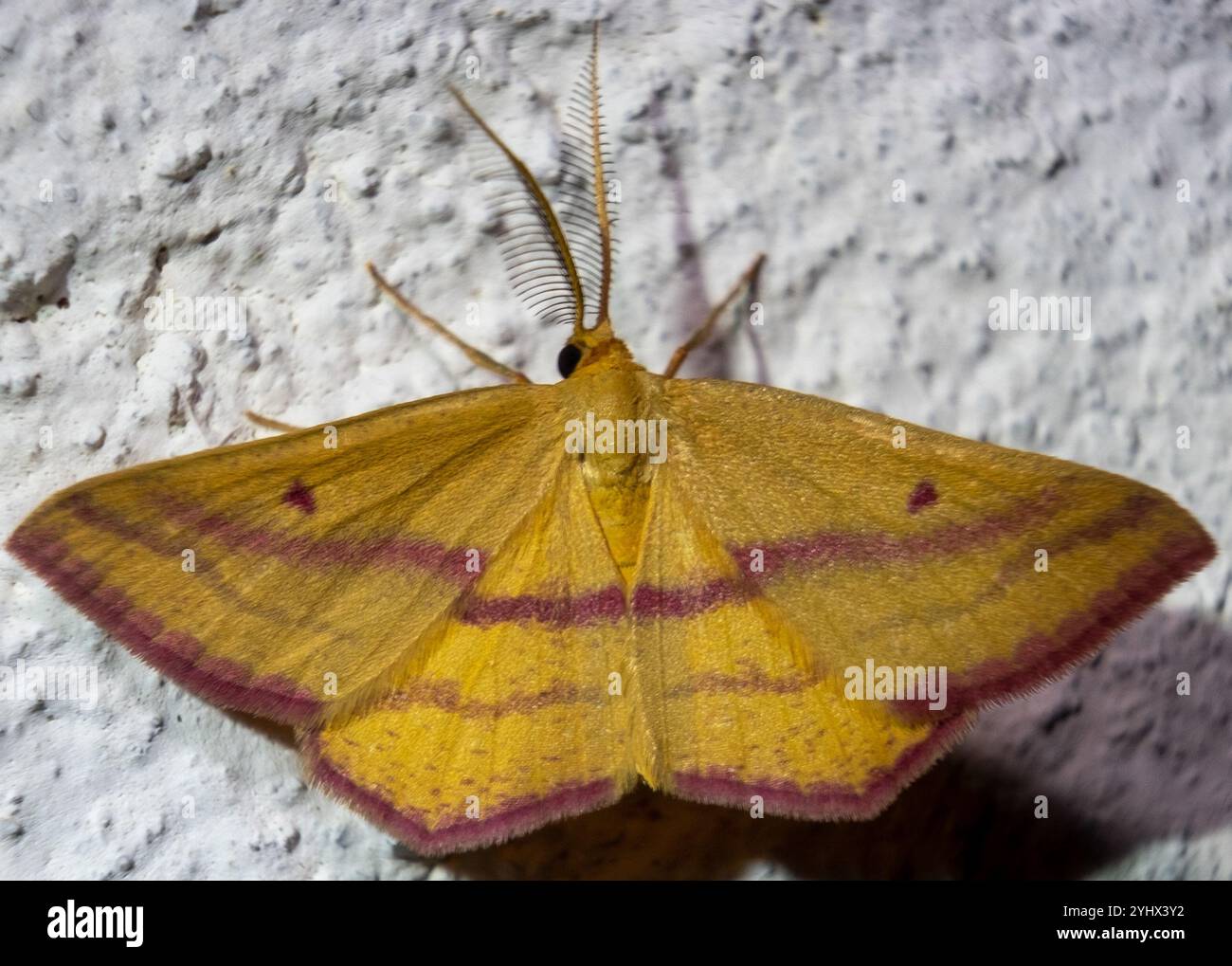 Teigne géomètre de l'aspersion (Haematopis grataria) Banque D'Images
