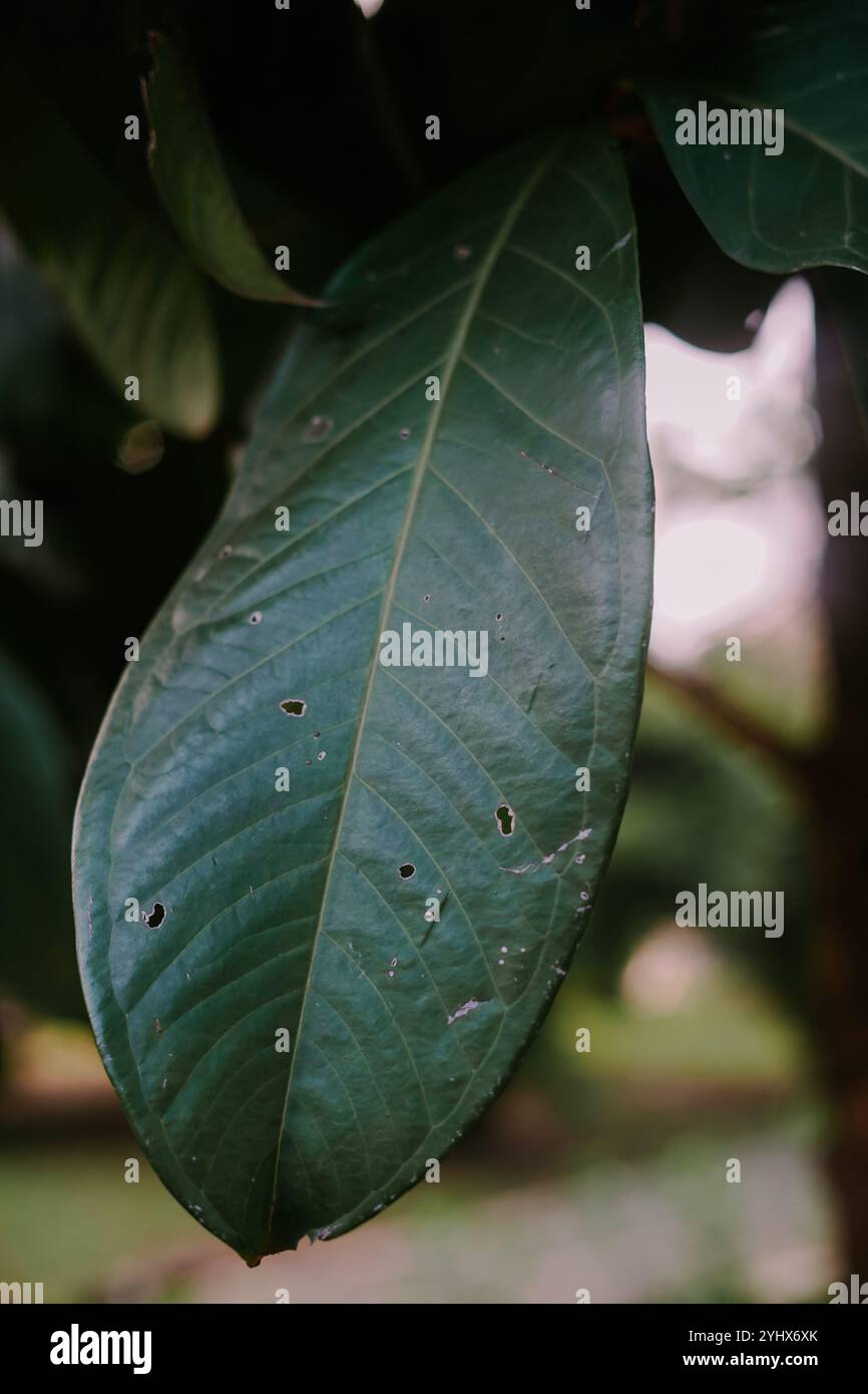 Soursop est le fruit de Annona muricata, un arbre à feuilles larges, fleuri, à feuilles persistantes. Il est originaire des régions tropicales des Amériques et des Caraïbes Banque D'Images