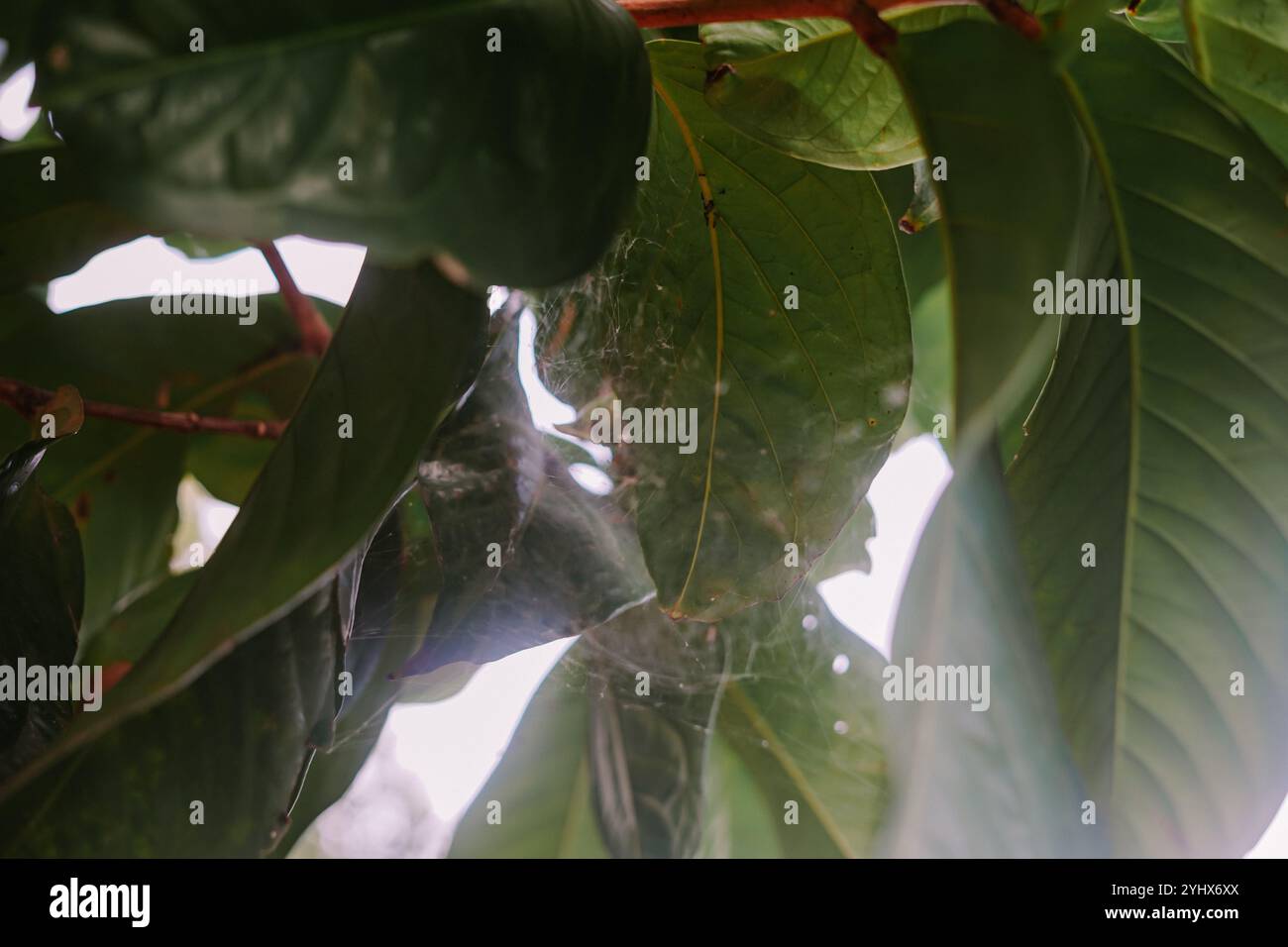 Soursop est le fruit de Annona muricata, un arbre à feuilles larges, fleuri, à feuilles persistantes. Il est originaire des régions tropicales des Amériques et des Caraïbes Banque D'Images