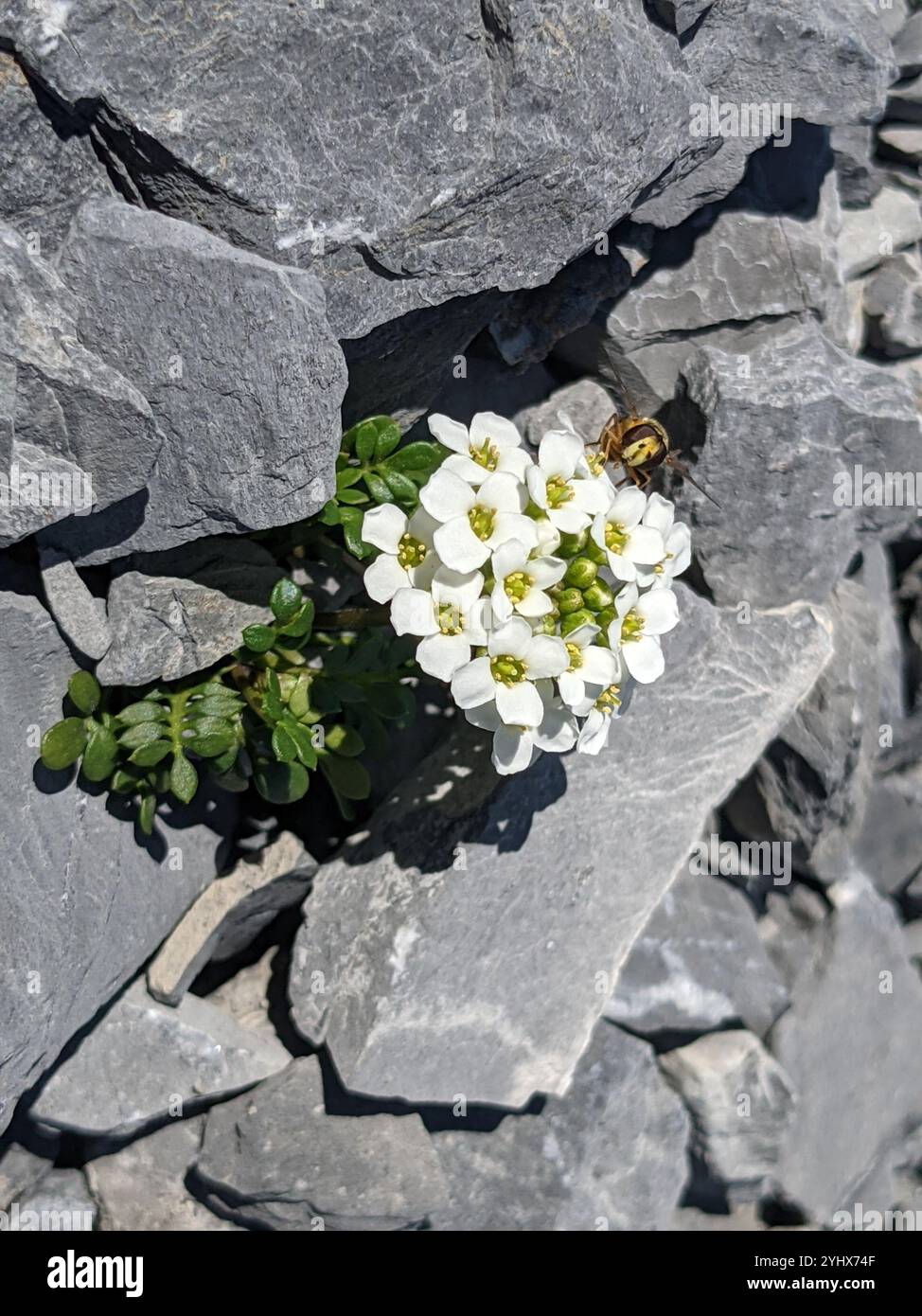 Cresson chamois (Hornungia alpina) Banque D'Images