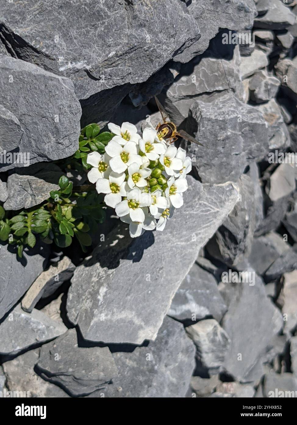 Cresson chamois (Hornungia alpina) Banque D'Images