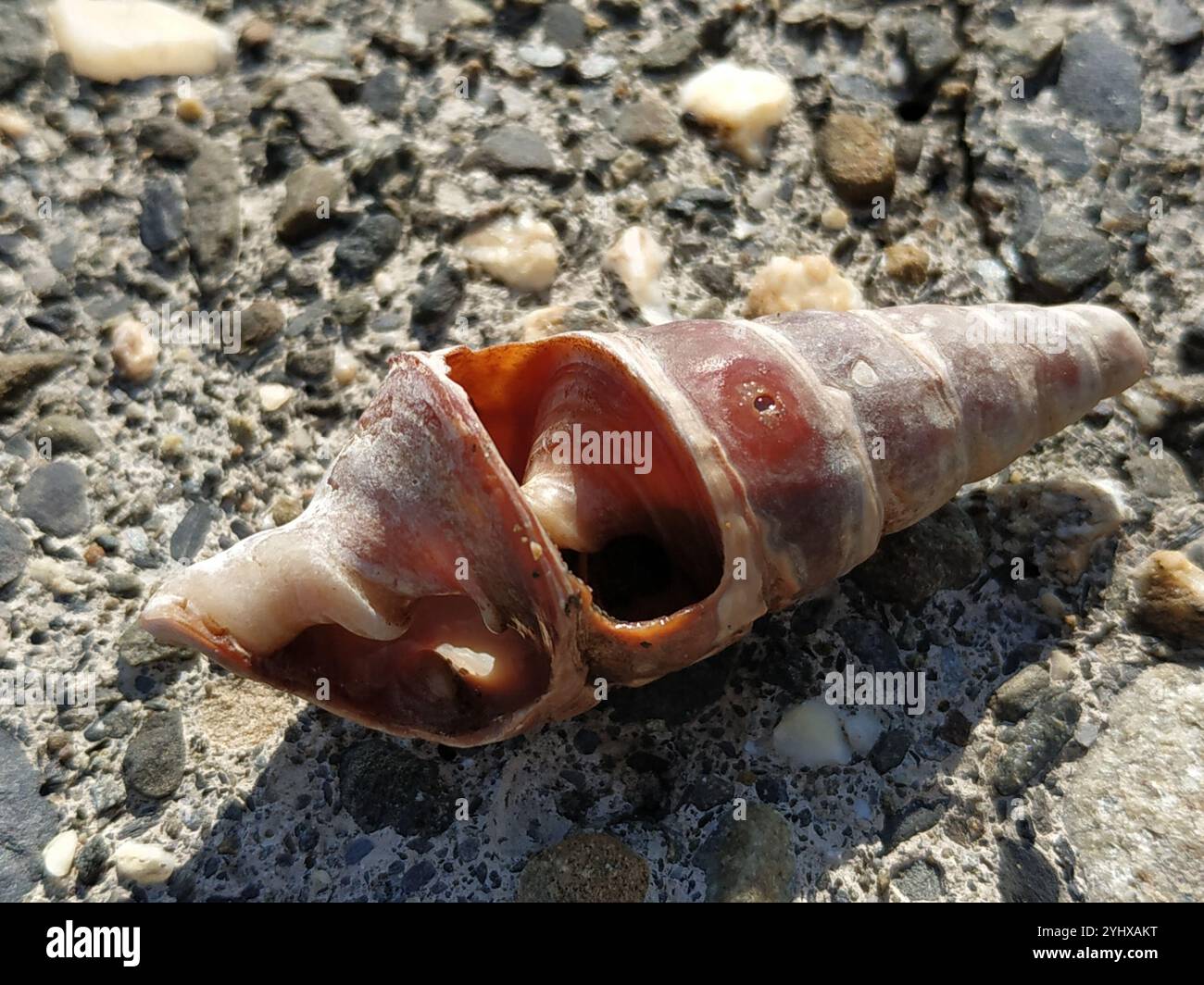 Guichet géant à la mangrove (Terebralia palustris) Banque D'Images