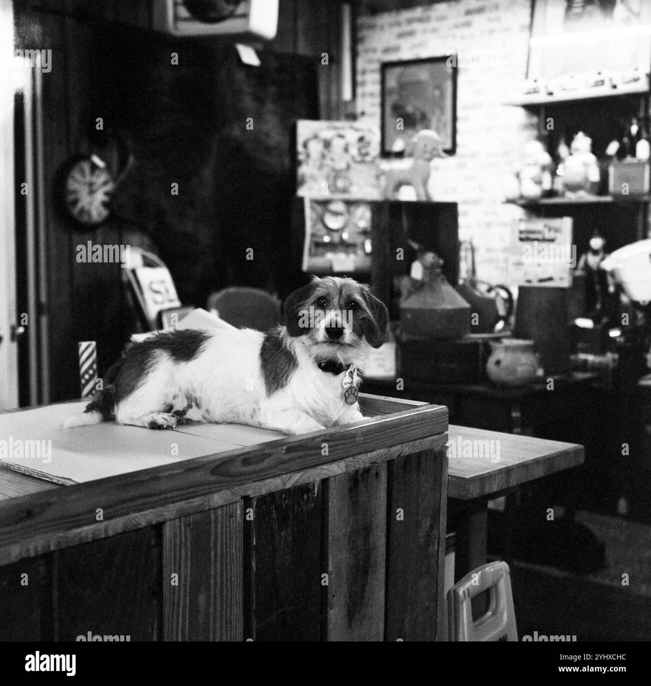 Chien mignon sur le bureau entouré de dizaines de chotskies et nicknacks dans un magasin d'antiquités à Hollister, MO. Banque D'Images
