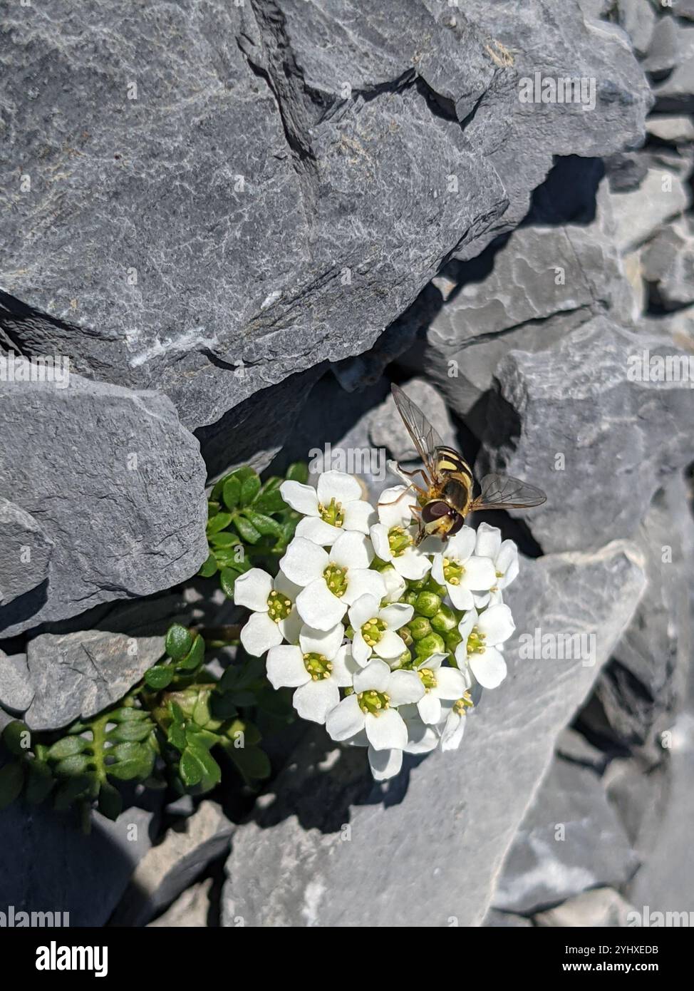 Cresson chamois (Hornungia alpina) Banque D'Images