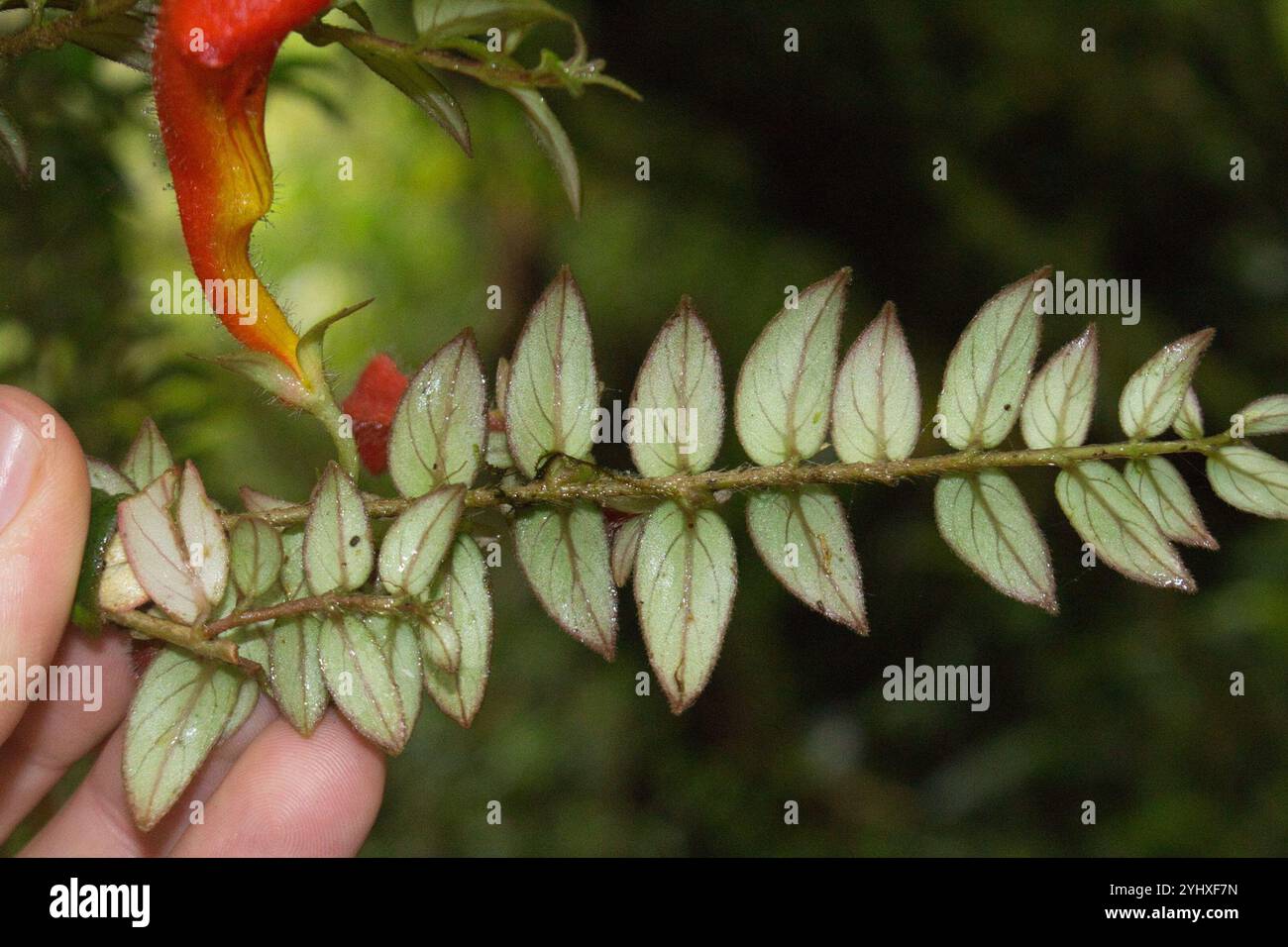 (Columnea microcalyx) Banque D'Images