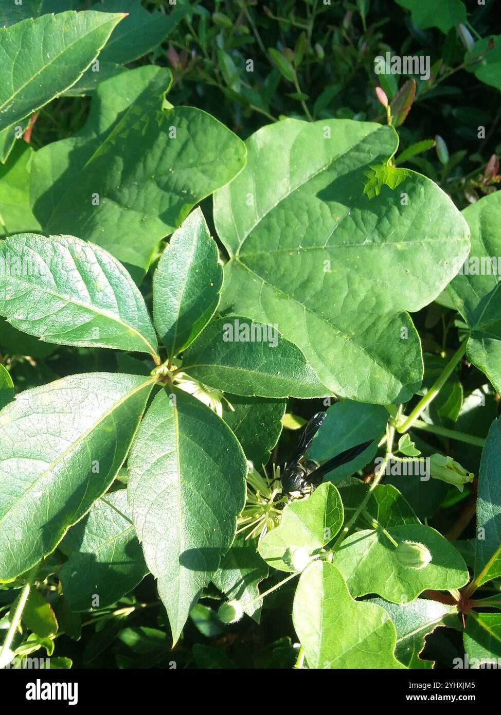 Guêpe de maçon à quatre dents (Monobia quadridens) Banque D'Images