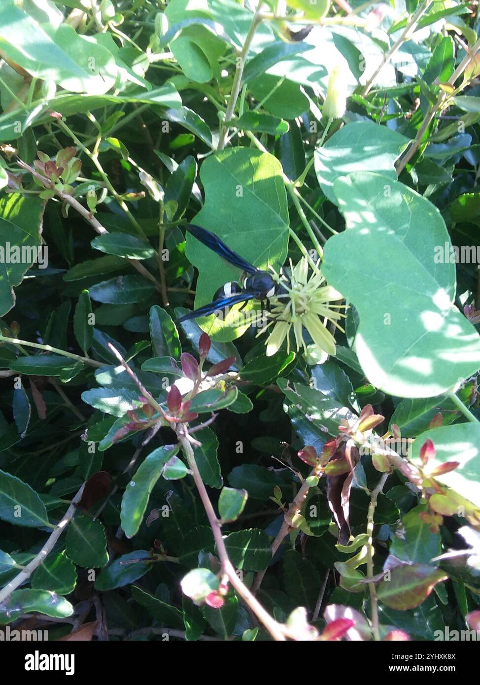 Guêpe de maçon à quatre dents (Monobia quadridens) Banque D'Images