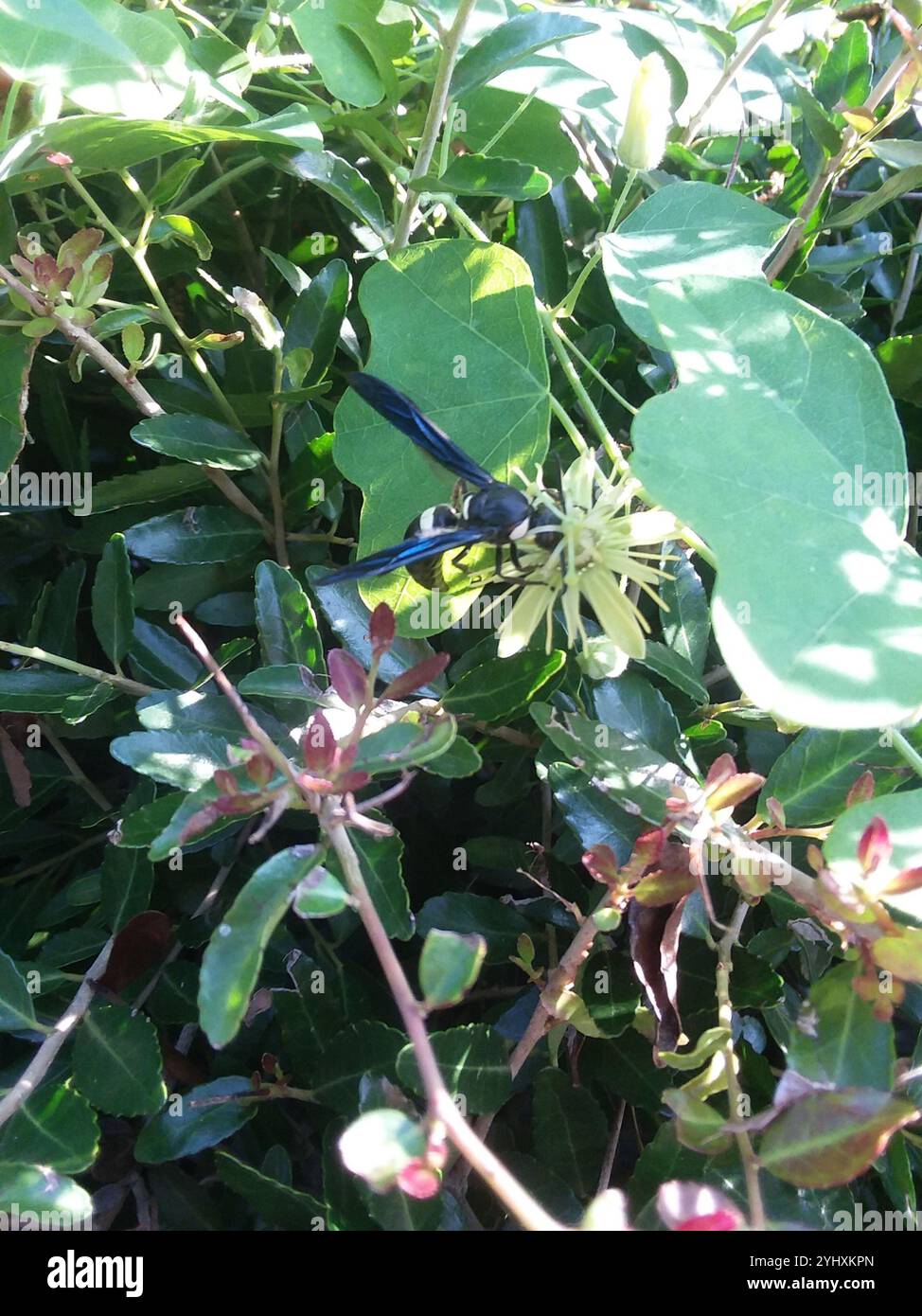 Guêpe de maçon à quatre dents (Monobia quadridens) Banque D'Images