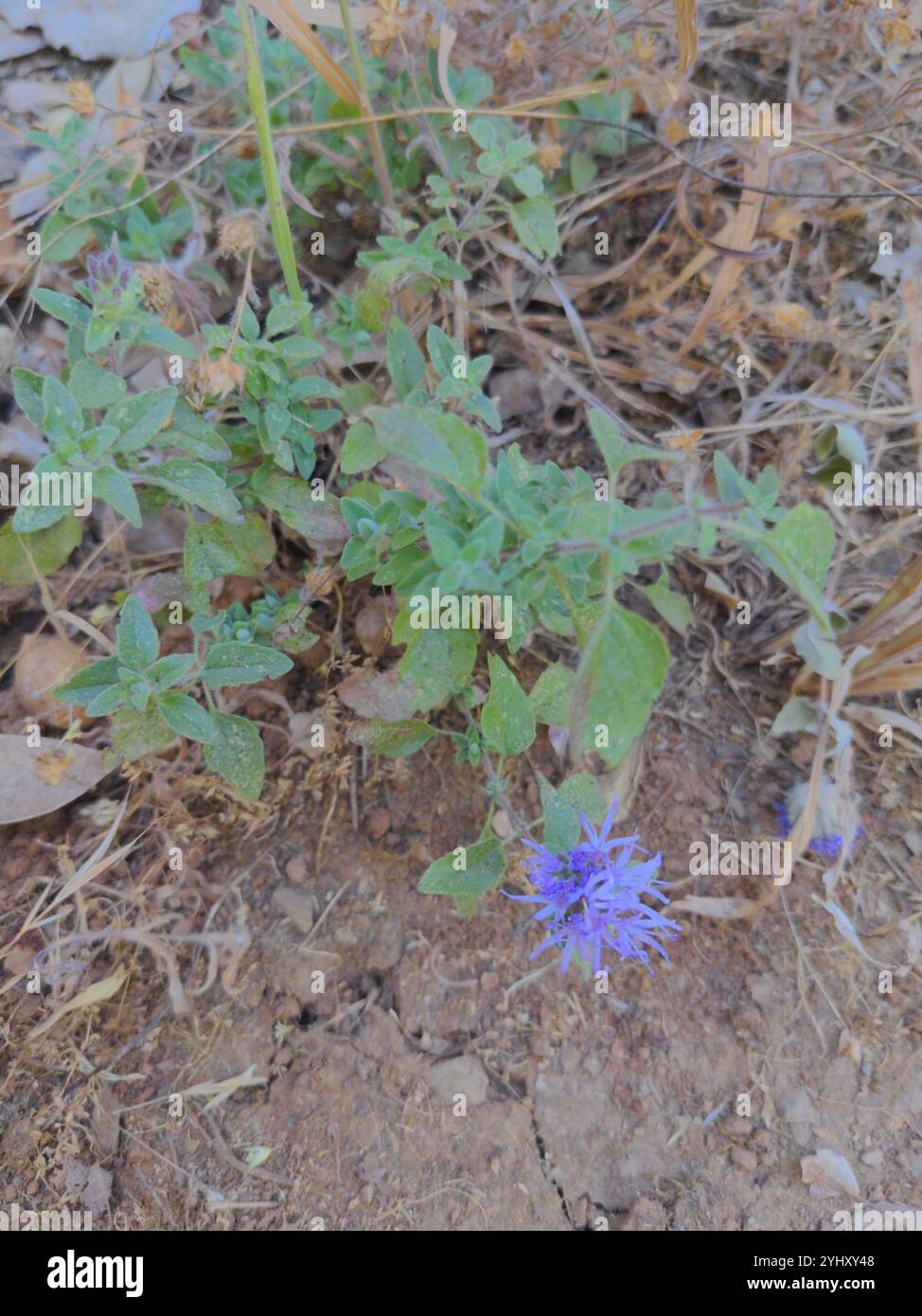 Menthe coyote (Monardella villosa) Banque D'Images