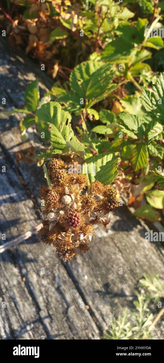 Mûre arménienne (Rubus armeniacus) Banque D'Images