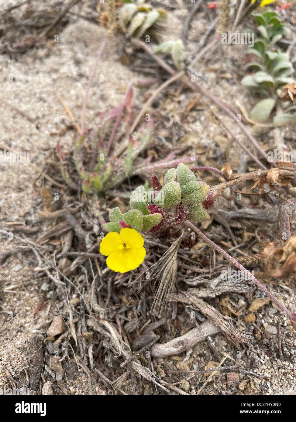 Coupe de soleil de plage (Camissoniopsis cheiranthifolia) Banque D'Images