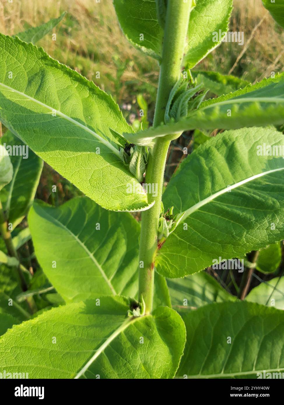 Elecampane indien (Inula racemosa) Banque D'Images