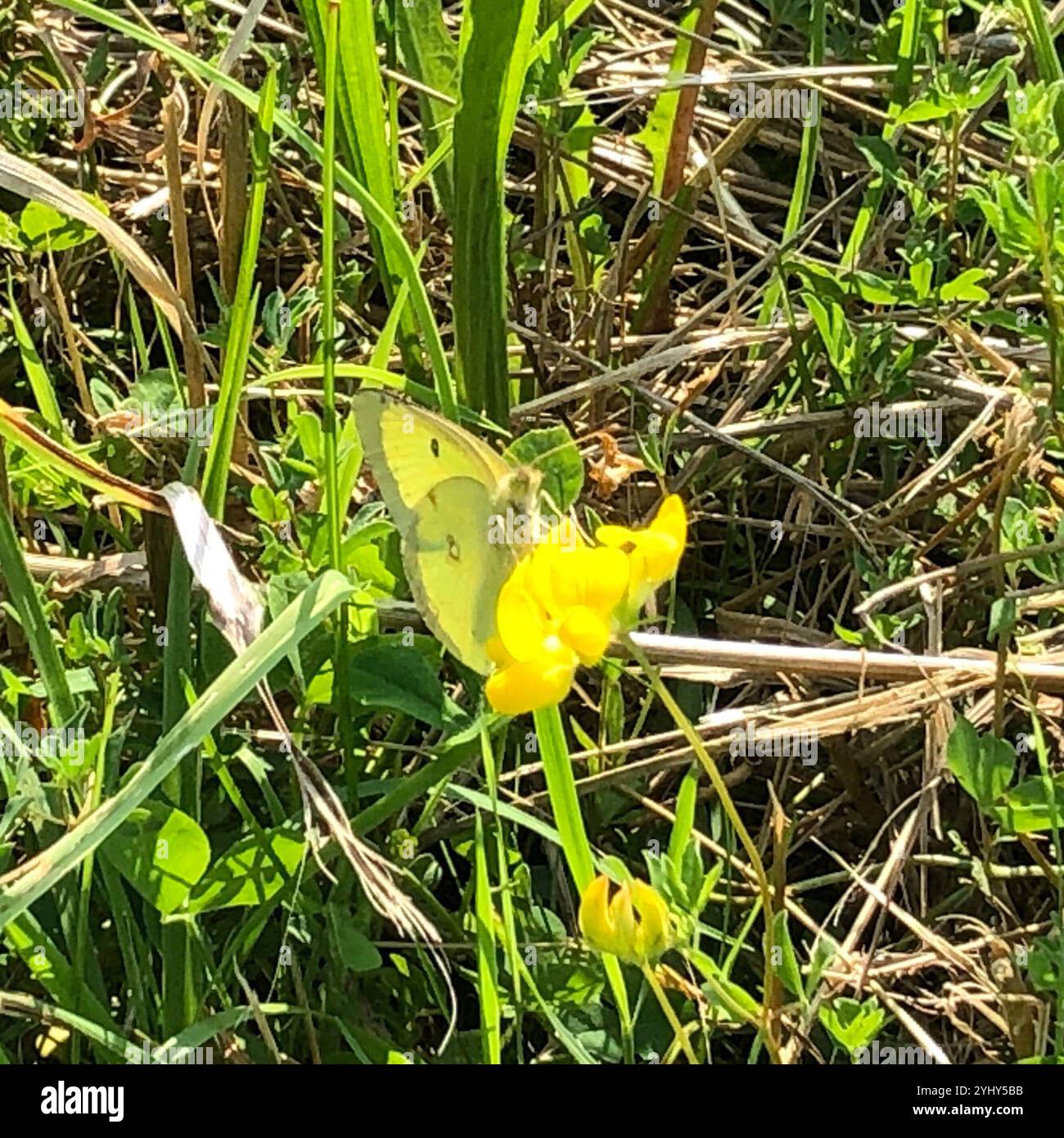 (Colias philodice soufre assombries) Banque D'Images