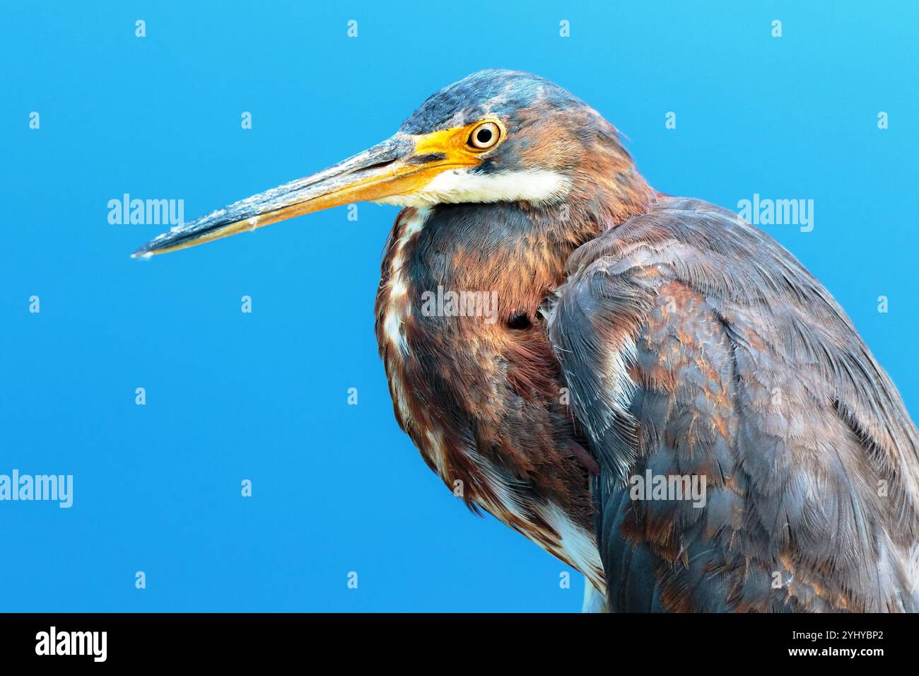 Portrait de gros plan impressionnant de Great Blue Héron Banque D'Images