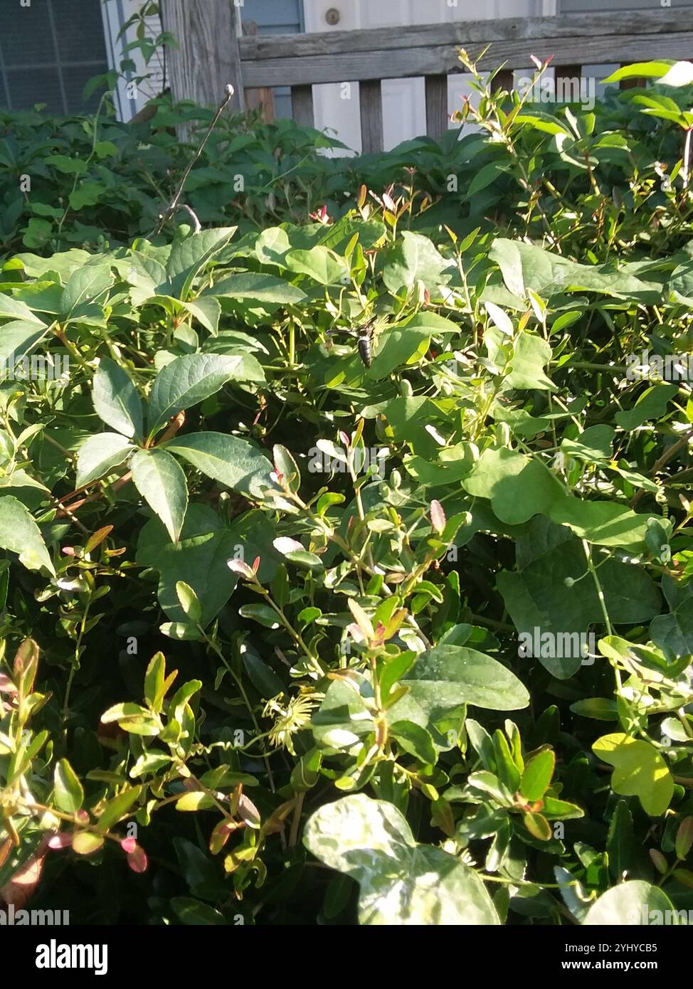 Guêpe de maçon à quatre dents (Monobia quadridens) Banque D'Images