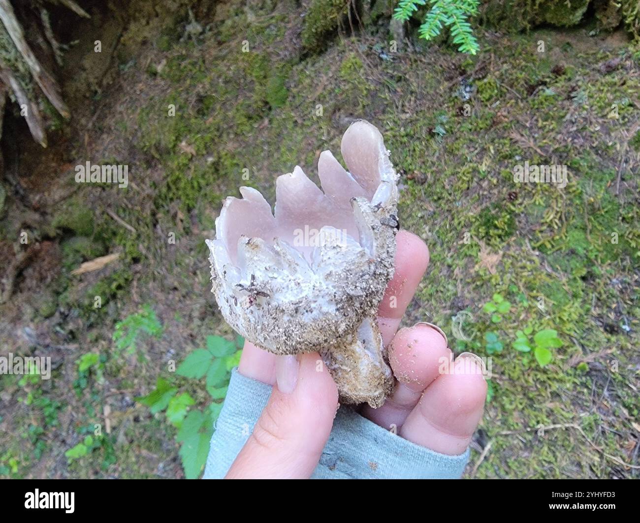 Couronne rose (Sarcosphaera coronaria) Banque D'Images