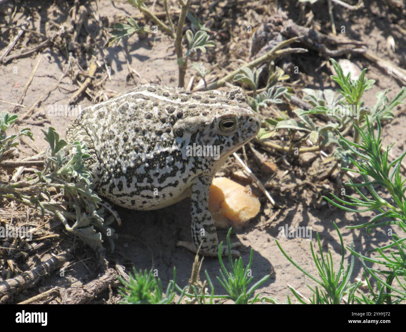 Crapaud de Woodhouse (Anaxyrus woodhousii) Banque D'Images