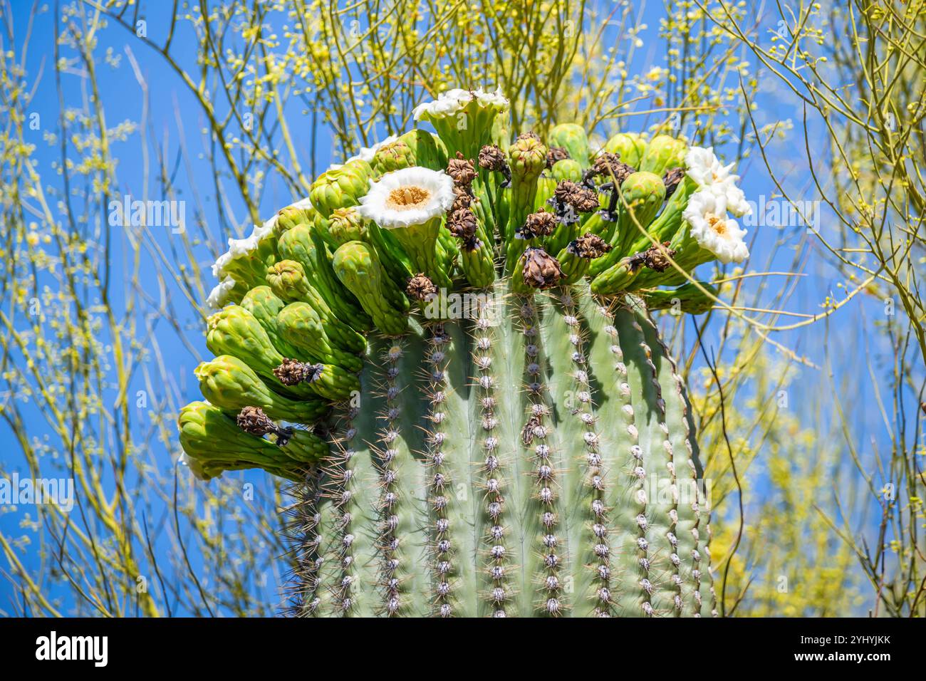 Un cactus fleuri à Tucson, Arizona Banque D'Images