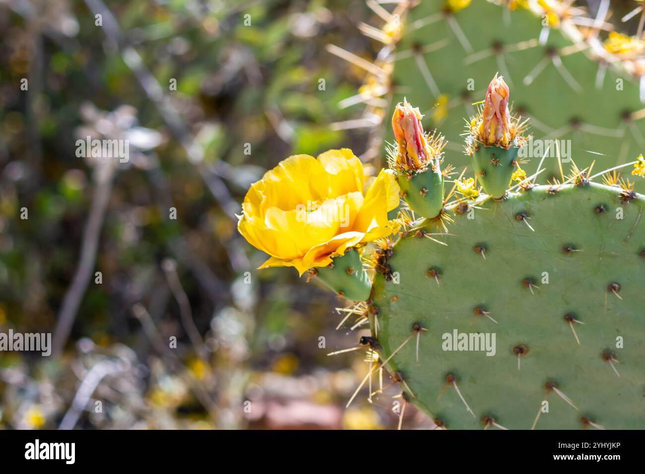 Un cactus fleuri à Tucson, Arizona Banque D'Images