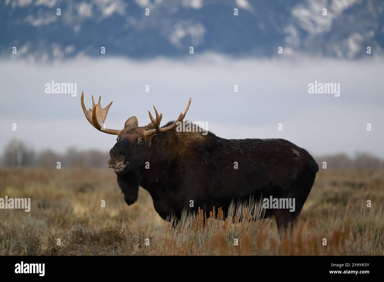 Orignal bœuf debout en arbuste avec un banc de brouillard en arrière-plan, parc national de Grand Teton, Wyoming Banque D'Images