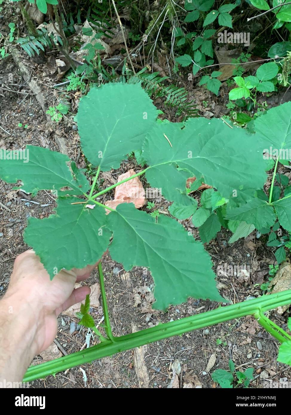 Mûre arménienne (Rubus armeniacus) Banque D'Images