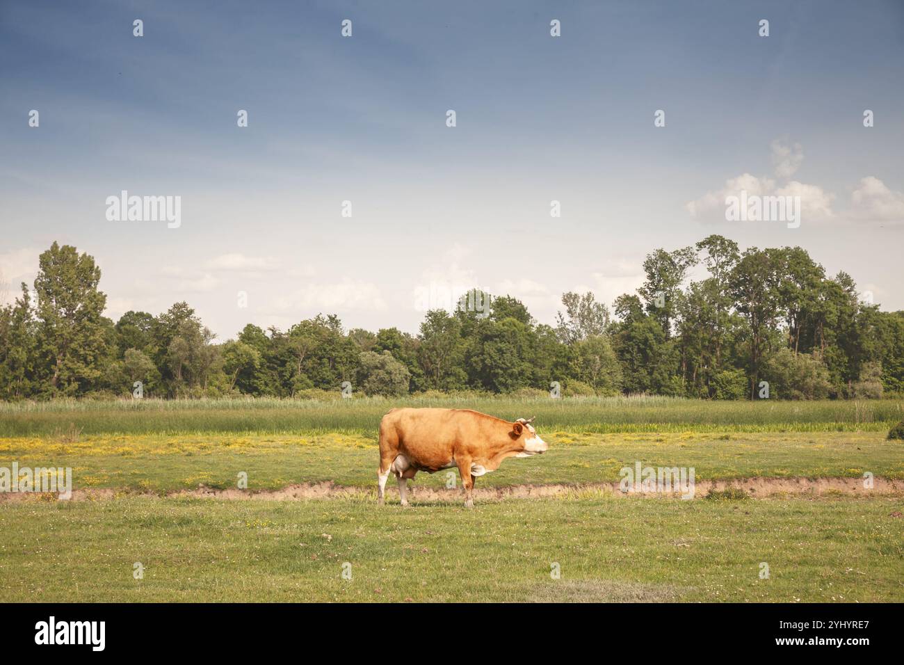 Portrait d'une vache frisonne Holstein, avec sa fourrure brune et blanche typique debout sur un pâturage. Holstein est une race de vache, connue pour son prod laitier Banque D'Images