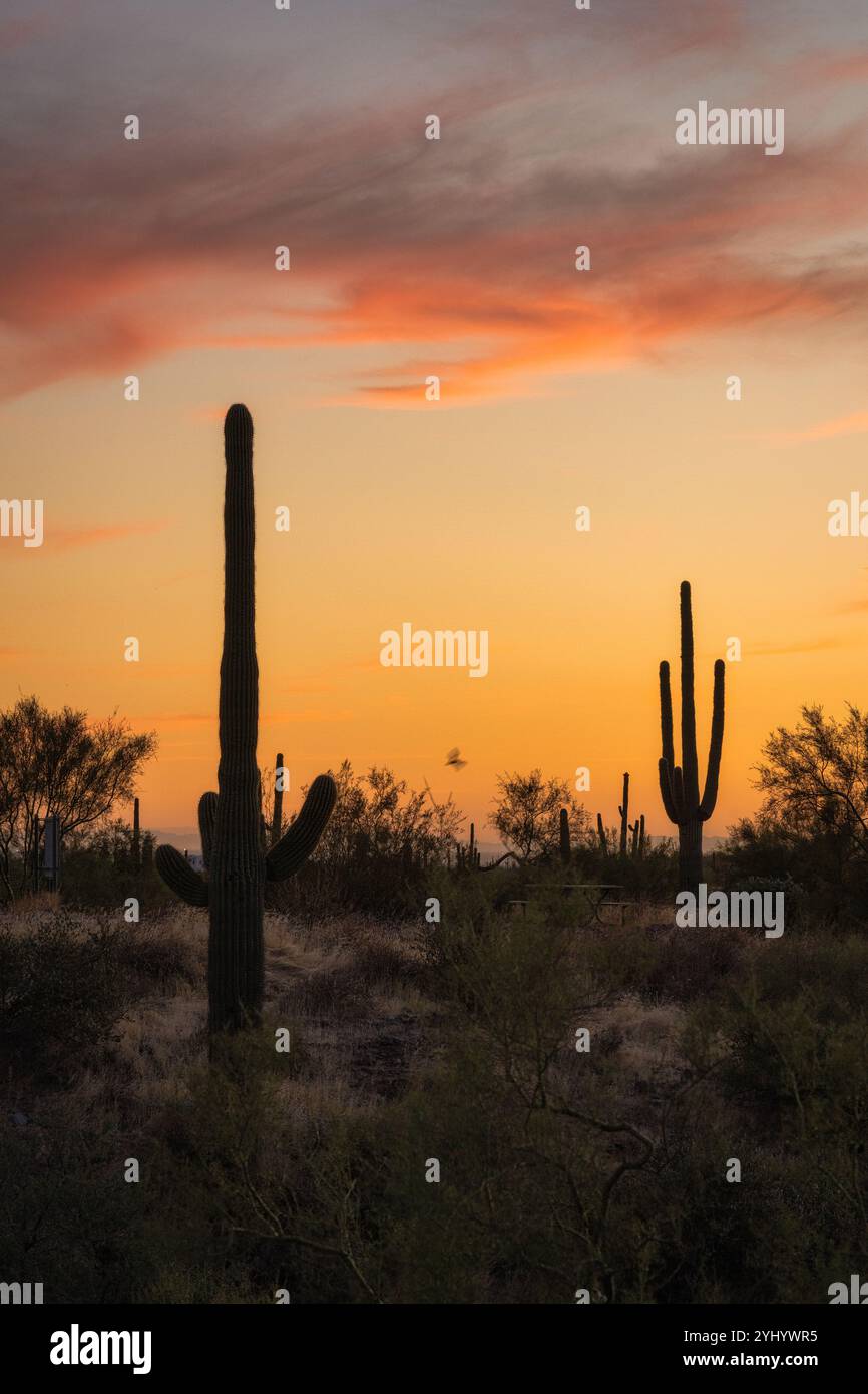 Coucher de soleil dans le désert de Sonora avec cactus Saguaro près de Phoenix, Arizona Banque D'Images