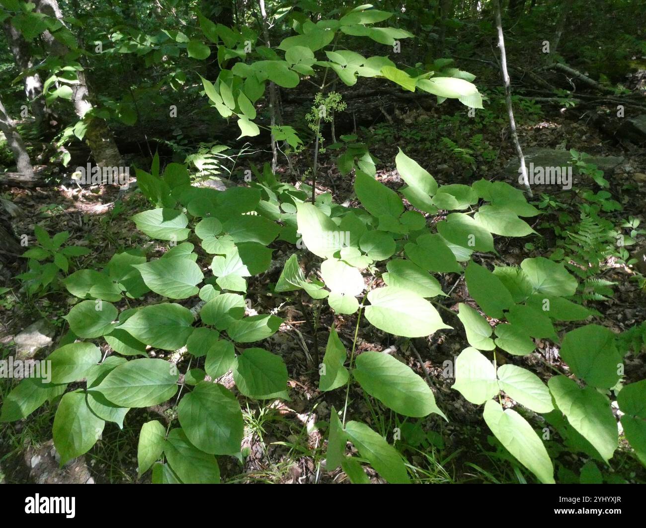 American spikenard (Aralia racemosa) Banque D'Images