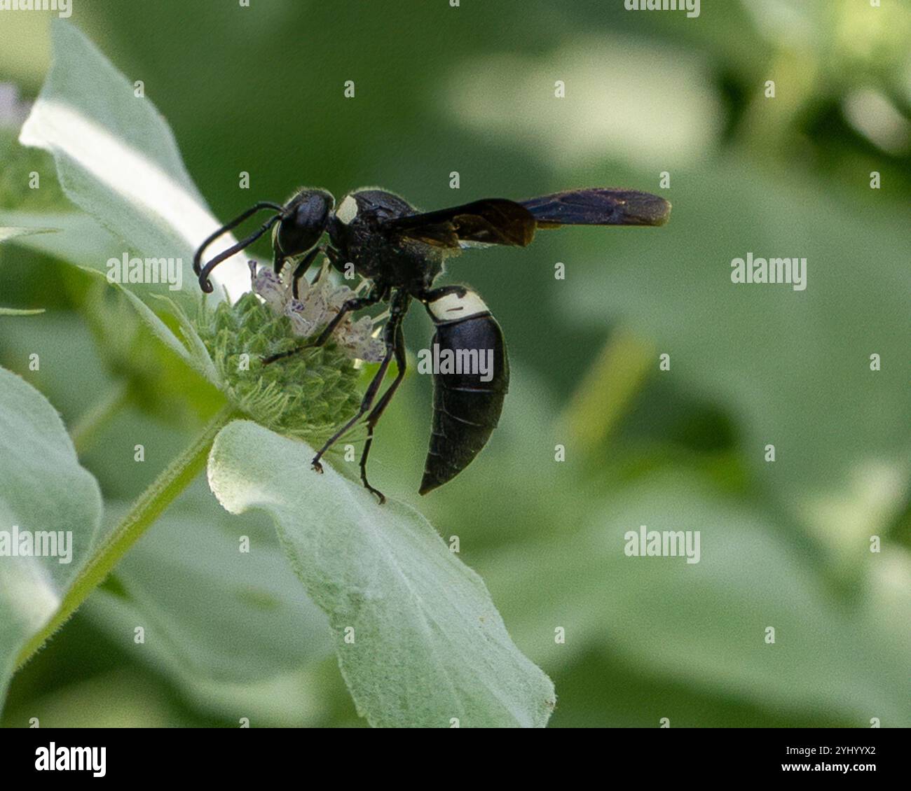 Guêpe de maçon à quatre dents (Monobia quadridens) Banque D'Images