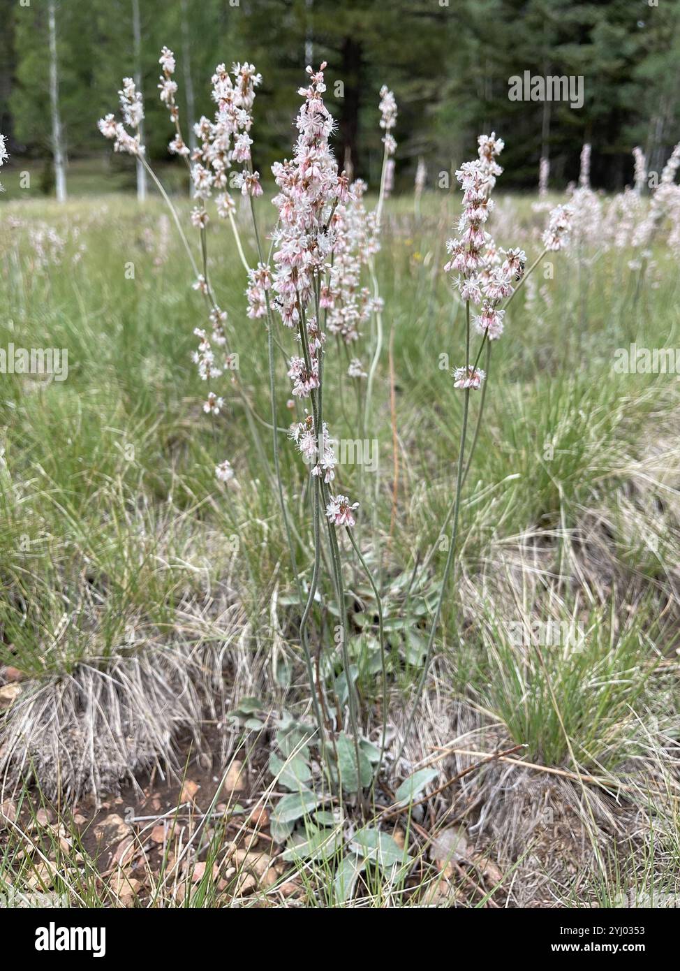 Sarrasin redroot (Eriogonum racemosum) Banque D'Images