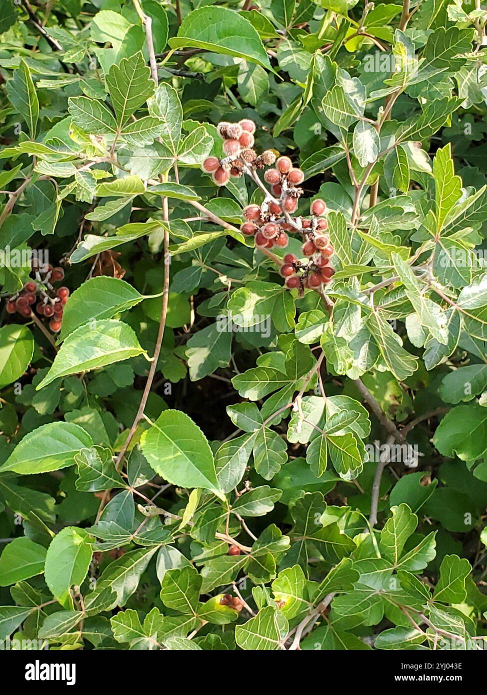 Sumac parfumé (Rhus aromatica) Banque D'Images