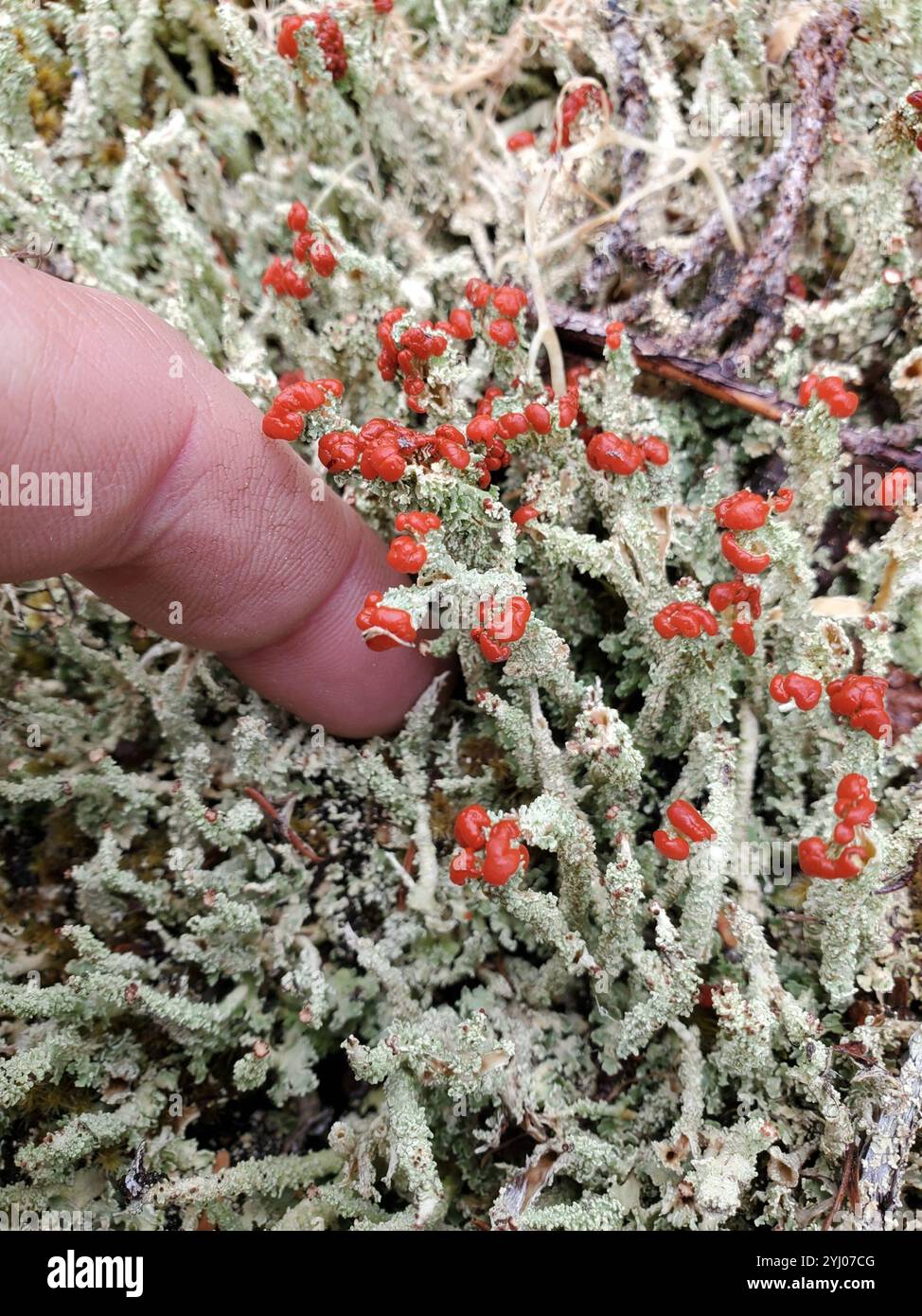 Soldats jouets (Cladonia bellidiflora) Banque D'Images
