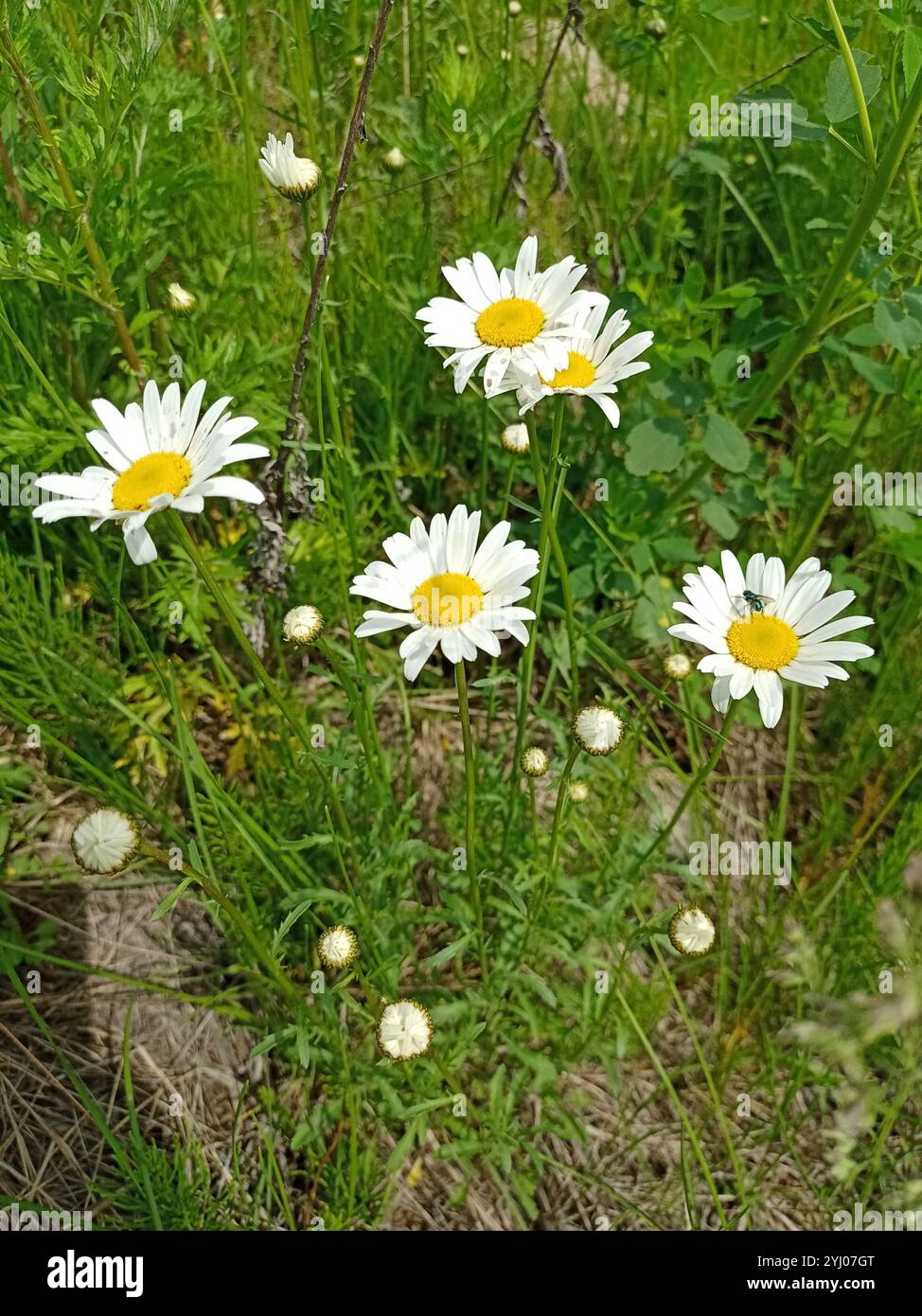 Marguerite Oxeye (Leucanthemum ircutianum) Banque D'Images