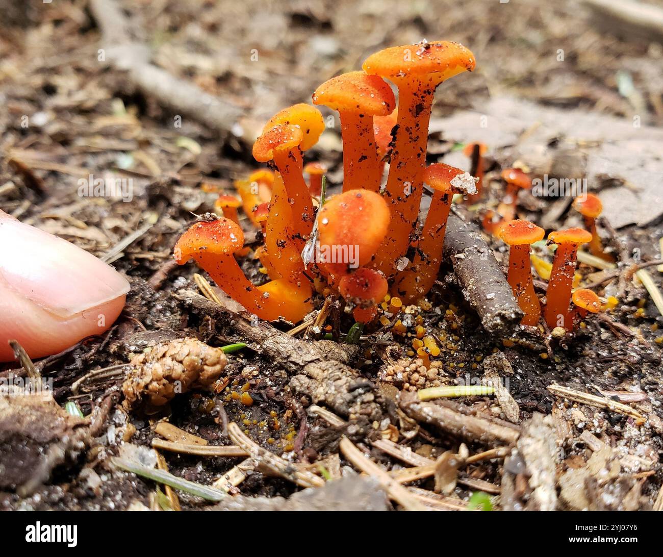 Vermillon Waxcap (Hygrocybe miniata) Banque D'Images