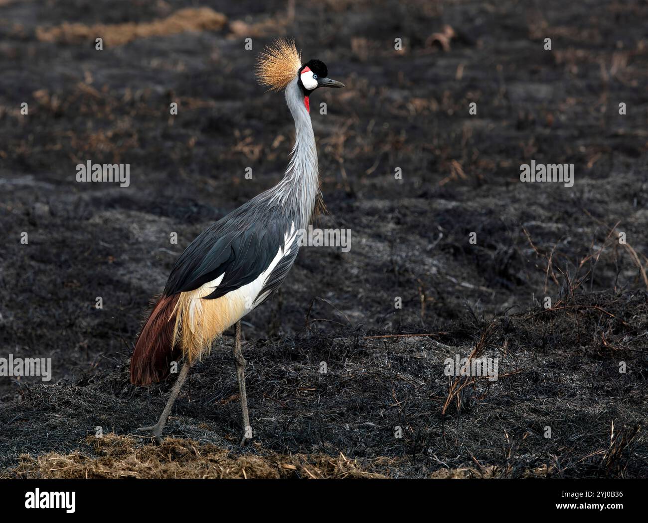 Grue couronnée marchant sur les prairies brûlées cratère Ngorongoro, Tanzanie, Afrique de l'est Banque D'Images