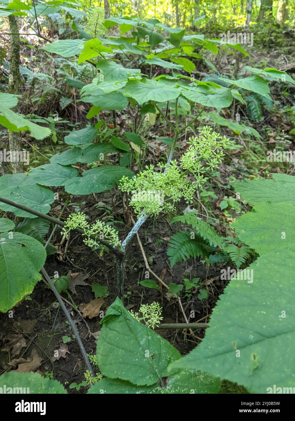 American spikenard (Aralia racemosa) Banque D'Images