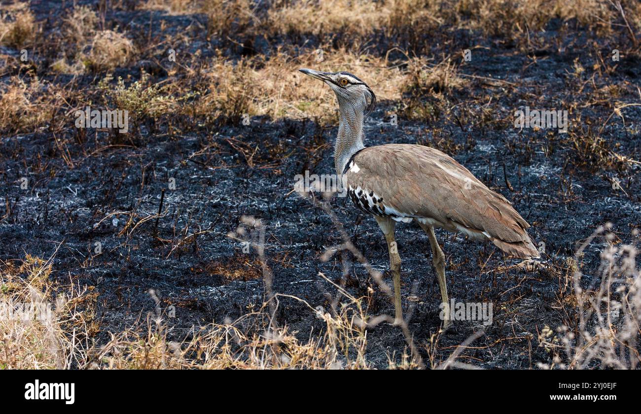Kori Bustard dans Burnt Crass East Africa Banque D'Images
