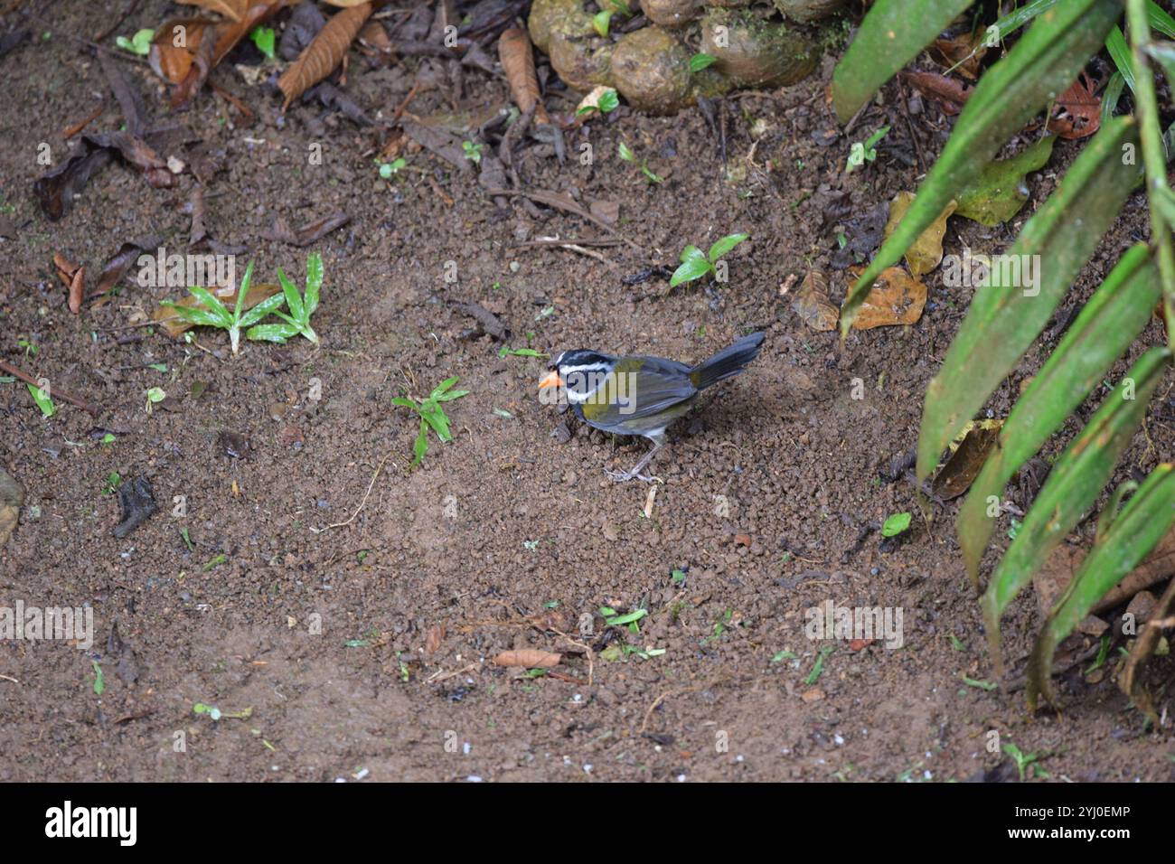 Orange-billed Sparrow (Arremon aurantiirostris) Banque D'Images