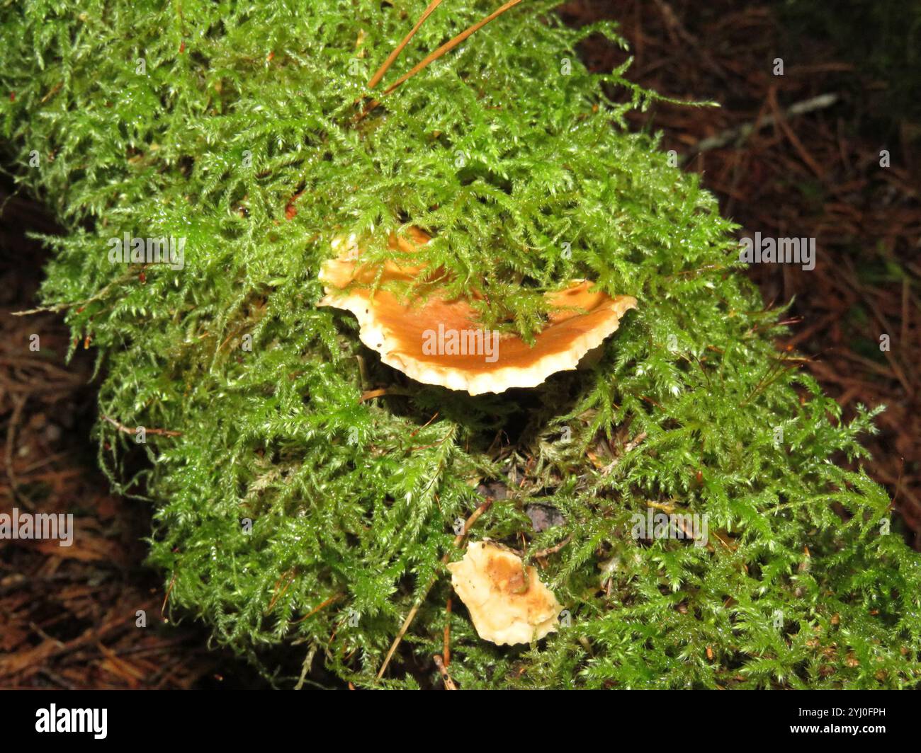 (Pycnoporellus fulgens) Banque D'Images