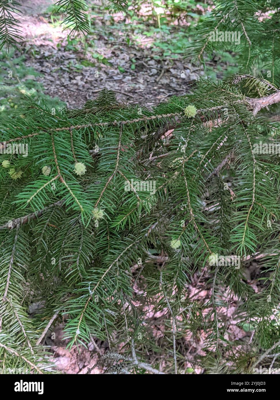 Adelgid (Adelges abietis) Banque D'Images