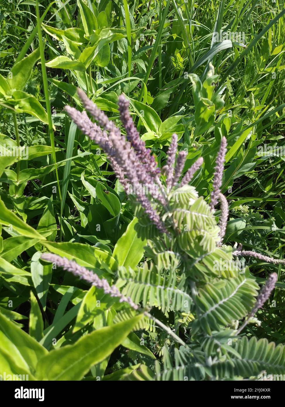 Plomb (Amorpha canescens) Banque D'Images