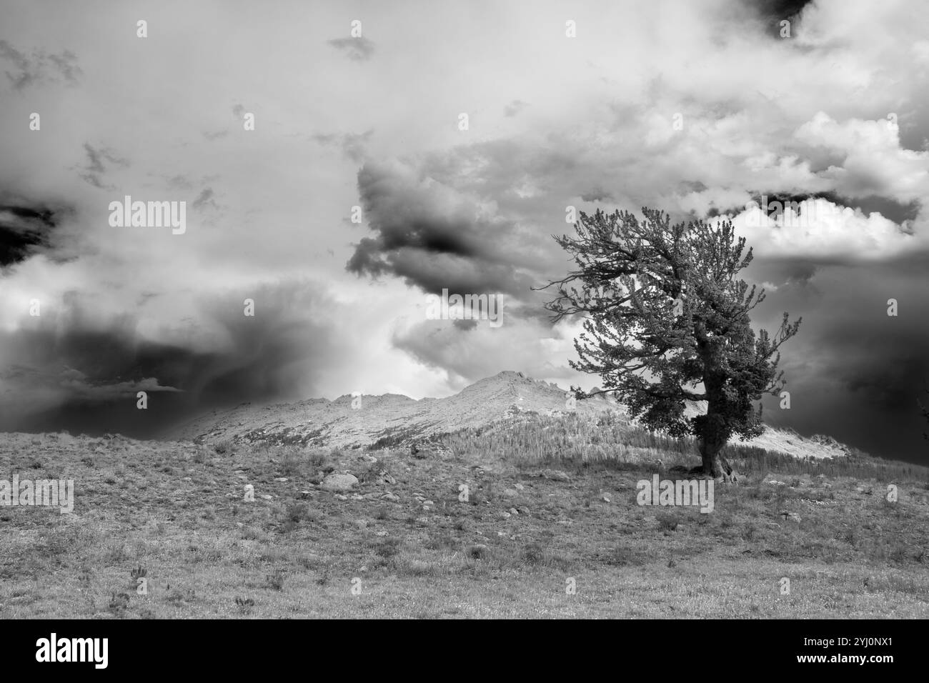WY05492-00-BW....WYOMING - arbre solitaire le long de la piste Fremont, forêt nationale de Bridger, Bridger Wilderness. Banque D'Images