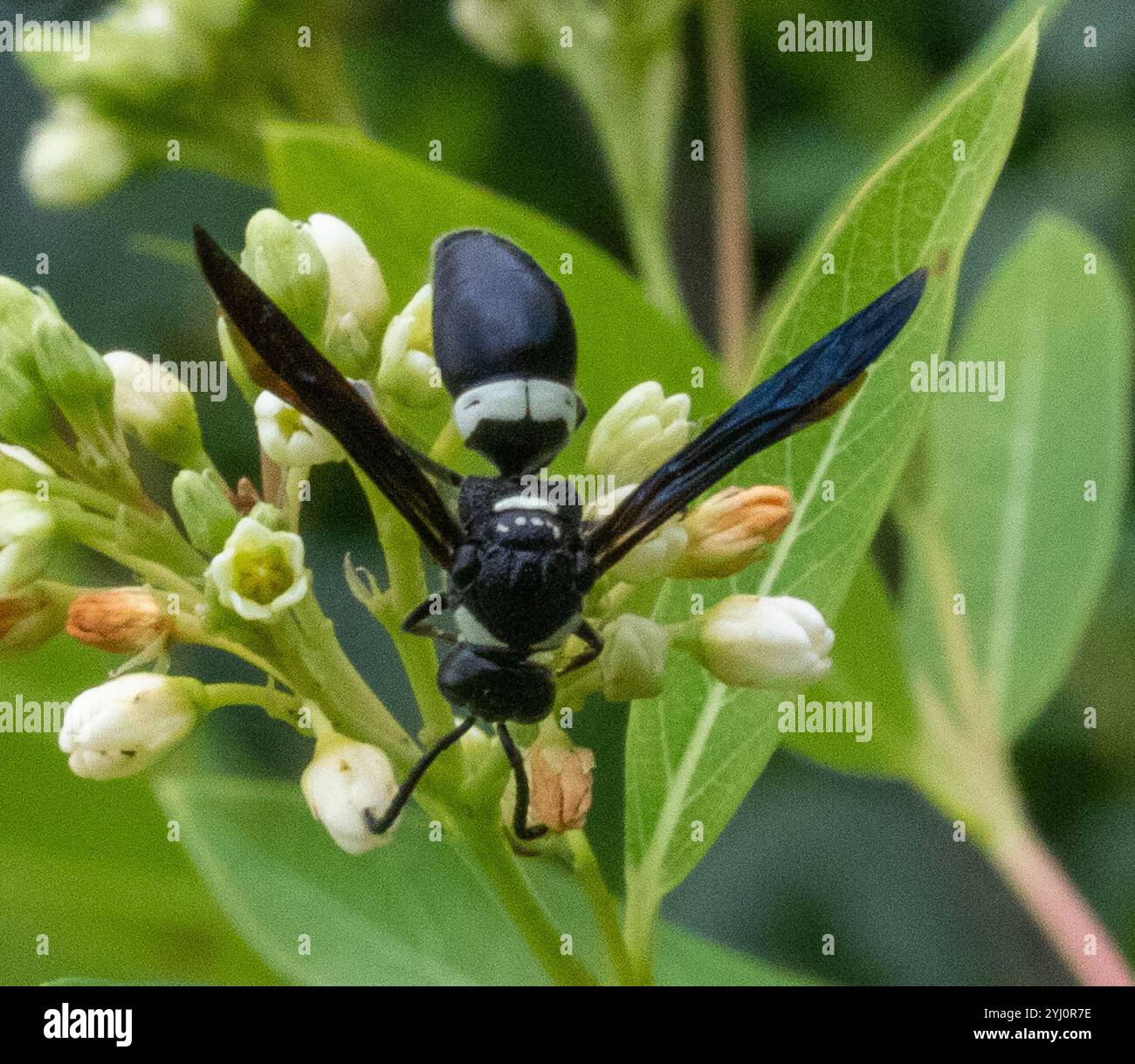Guêpe de maçon à quatre dents (Monobia quadridens) Banque D'Images