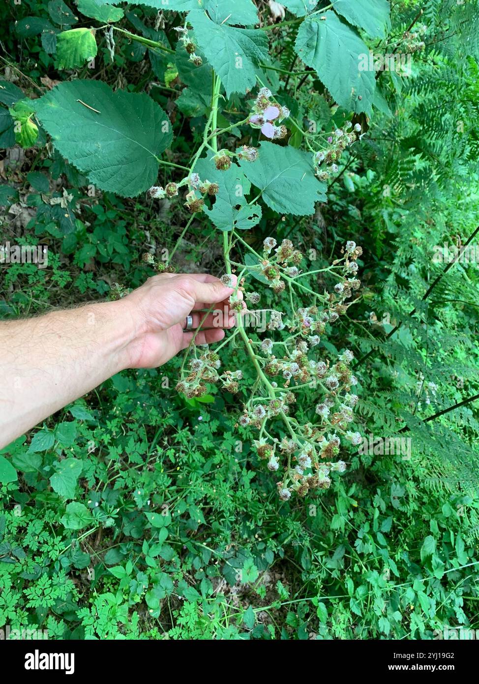 Mûre arménienne (Rubus armeniacus) Banque D'Images