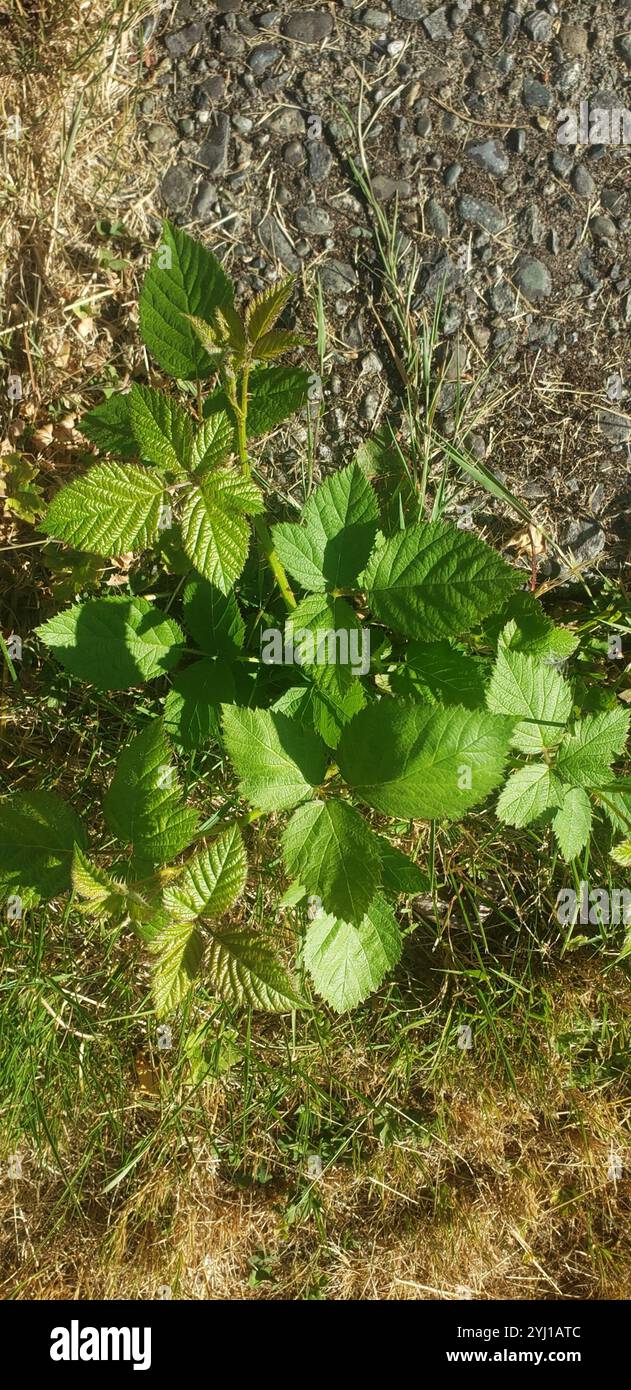 Mûre arménienne (Rubus armeniacus) Banque D'Images